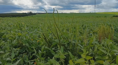 Caruru Gigante preocupa produtores do Noroeste de SP