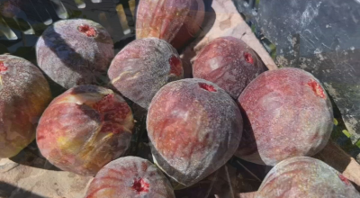 Plantio de figo atrai produtores do Sudoeste de SP