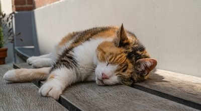 5 dicas para dormir melhor no calor intenso do verão