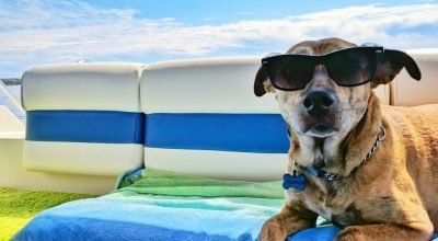 Dicas para manter os pets refrescados e saudáveis no verão