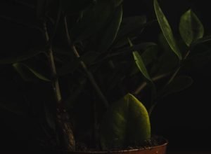 Essa é a planta que paisagistas indicam para apartamentos sem luz