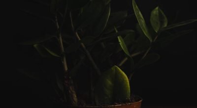 Essa é a planta que paisagistas indicam para apartamentos sem luz