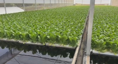 Sistema floating aumenta produtividade de hortaliças em estufas
