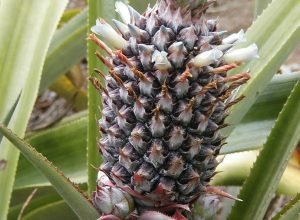 Um abacaxi pode ter até 200 frutas fundidas; veja como isso acontece
