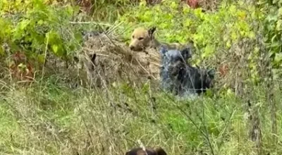 a verdade sobre a pelagem colorida