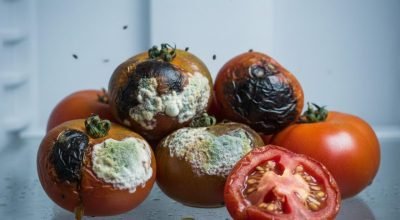Tomate estraga rápido? Veja como conservar