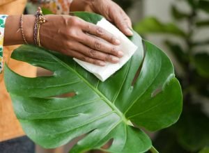Guia Essencial: 4 dicas para limpar suas plantas e mantê-las saudáveis