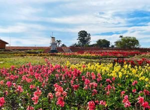 Holambra! Quando ir, como chegar e o que fazer na cidade das flores