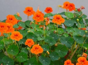 Horta outono/inverno: 5 legumes e verduras para plantar em junho