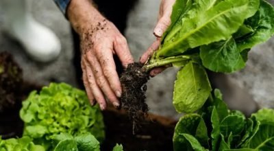 Comece hoje o seu jardim detox!