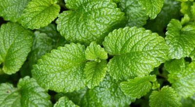 4 benefícios surpreendentes da erva queridinha