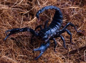 Proteja sua família: como a limpeza doméstica previne escorpiões e acidentes fatais