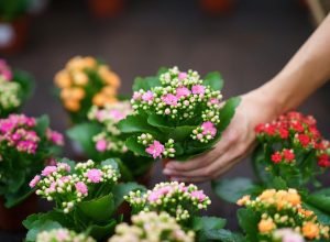 5 flores fáceis de cuidar em casa