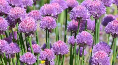 Flor de Alho: Beleza Comestível e o Segredo do seu Cheiro Forte