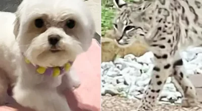 veja cuidados indispensáveis para proteger seu cão