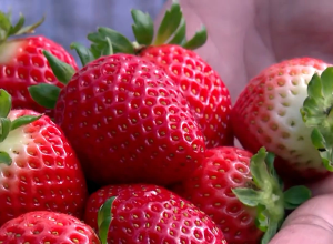Como cultivar morango?