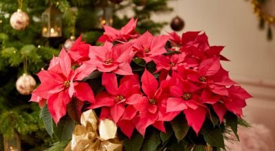 Natal tropical: flores e plantas brasileiras que substituem o pinheiro