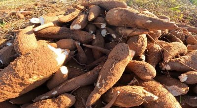 'Perder uma roça é perder uma vida': o drama dos indígenas do Amapá causado pela vassoura-de-bruxa da mandioca