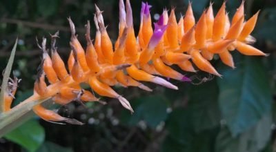 Nova espécie de bromélia é descoberta no Jardim Botânico do Rio!