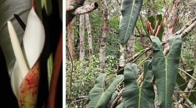 Nova espécie de filodendro é descoberta no Espírito Santo!