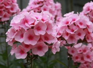 O que plantar em abril? Guia completo para uma horta carregada e um jardim de outono florido