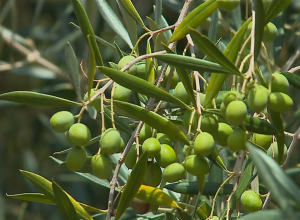Veja dicas e boas práticas para o plantio de oliveiras