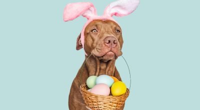 como agradar seu cachorro sem colocar a saúde em risco