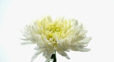 Paz e prosperidade: as flores com os melhores significados para a sua decoração de Ano Novo