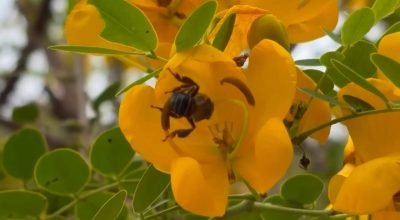 Conheça espécie de abelha que só tem no ES e corre risco de extinção