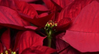 Flor do Natal não é realmente flor e é venenosa
