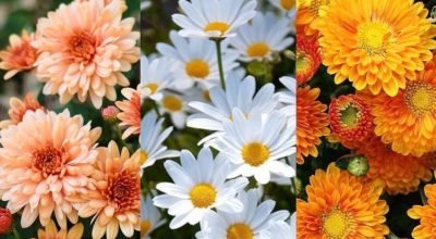 Saiba o que sua flor de aniversário diz sobre sua personalidade