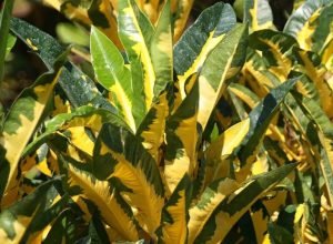 Elas parecem pintadas à mão, mas estas plantas trazem as cores da nossa torcida naturalmente