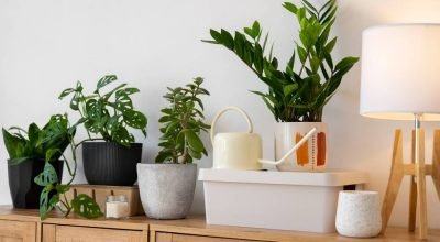 3 plantas essenciais para alinhar a energia da sua casa, segundo o Feng Shui