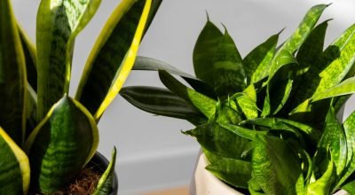 Essas plantas podem atrapalhar a energia da sua casa!