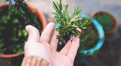 Desvende o poder das plantas: espécies para limpeza e proteção energética essencial
