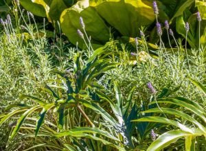 Paisagista ensina a criar jardins de baixa manutenção para o outono
