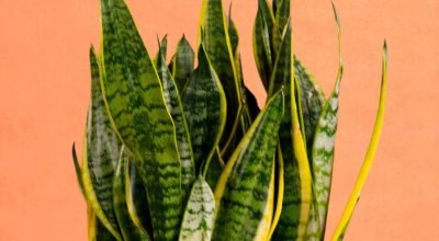 Plantas para renovar as energias e receber 2026 com boas vibrações