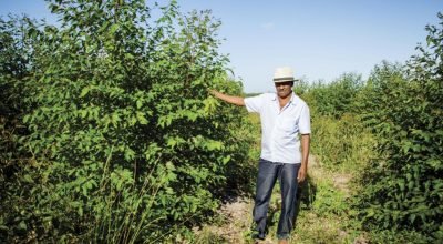 G1 - Crescendo com o eucalipto