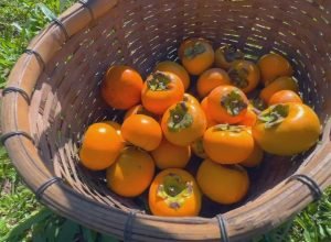 Safra de caqui em SP: produção maior e evento 'colha e pague'