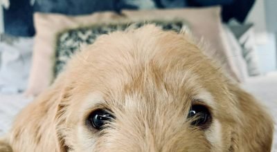 Seu cachorro está destruindo o sofá? Veja o que pode estar causando o problema