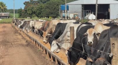 Oferta de bezerros diminui e custos aumentam para pecuaristas