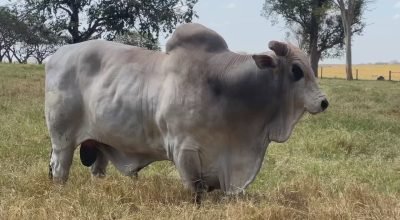 Pecuaristas do interior de SP apostam na inseminação artificial para aumentar produção