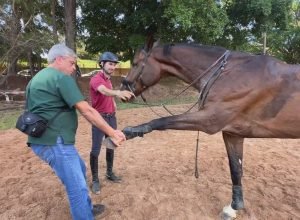 Cavalo atleta volta a treinar após cirurgia inédita na medula no interior de SP