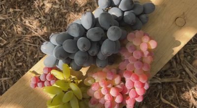 Safra da uva atrasa no sudoeste de SP