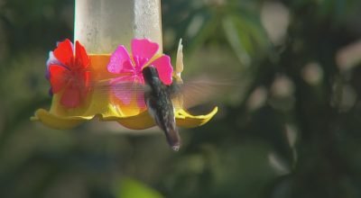 Observação de aves atrai turistas e famílias para a região de Piedade