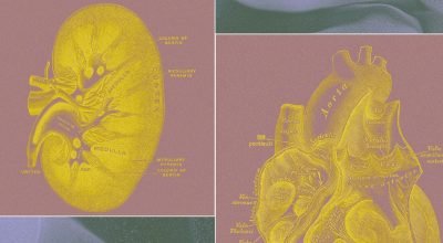 Uma startup apoiada por bilionários quer cultivar 'sacos de órgãos' para substituir testes em animais