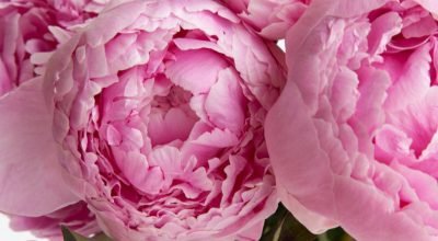 Psicologia das cores nas flores: entenda significado e emoções