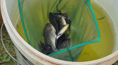 Produção de tilápia em Riolândia (SP) cresce com tecnologia