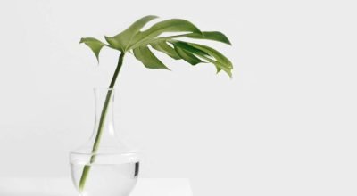 Feng Shui: 5 alertas que mostram que sua casa precisa de renovação